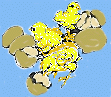 Chicks
